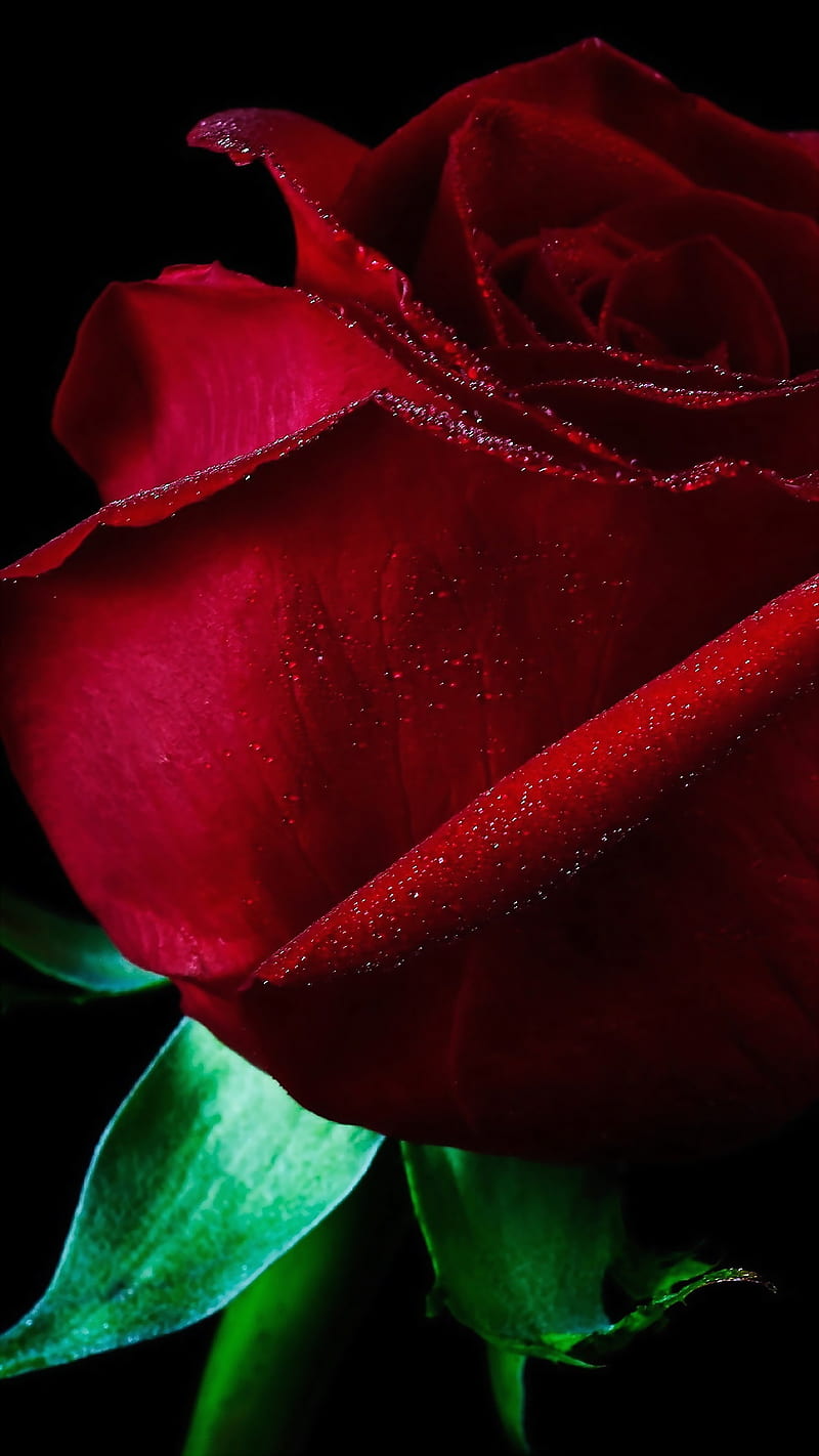 Red Rose, black, flowers, purple, roses, single, HD phone wallpaper ...