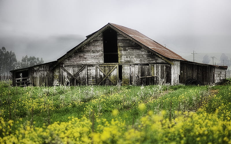 Abandoned Farm, architecture, grass, colors, bonito, trees, sky, fog, farm, flowers, beauty, misty, field, landscape, abandoned, HD wallpaper