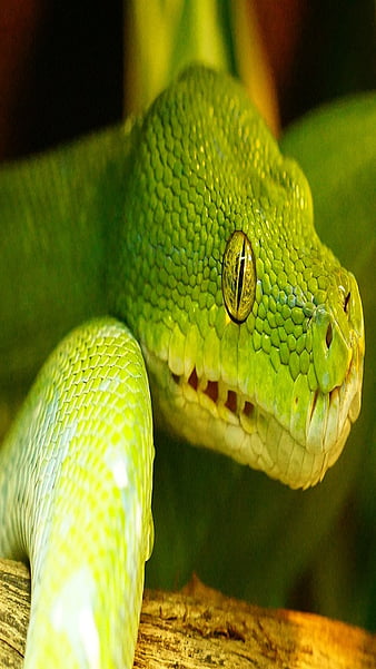 HD green-python wallpapers | Peakpx