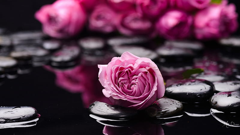 Spa Elelements, rocks, flowers, spa, beauty, relaxation, pink roses, HD  wallpaper | Peakpx