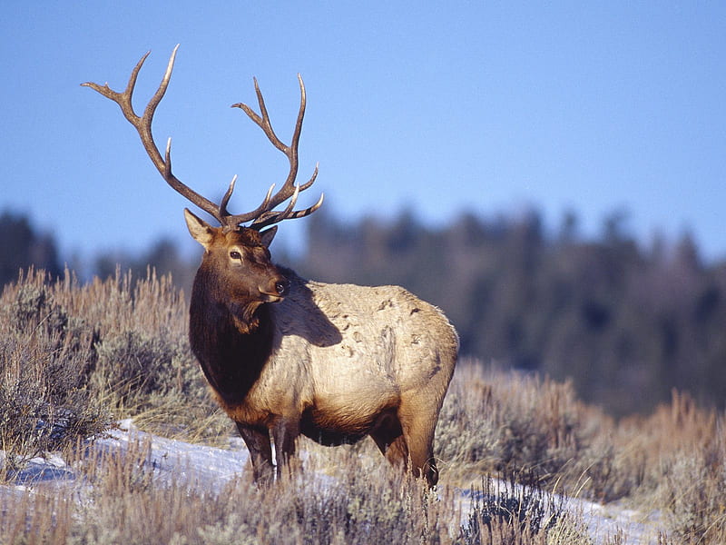 Big Elk, bulls, moose, cow, baby elk, deer, santa, bucks, yellowstone park, elk, nature, reindeer, HD wallpaper