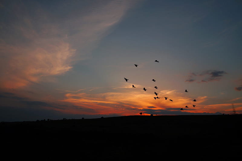 birds, silhouettes, dark, dusk, sunset, HD wallpaper