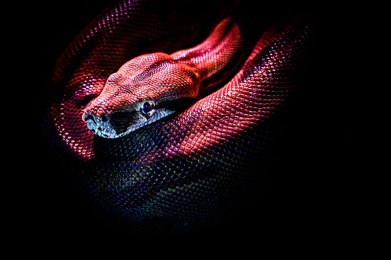 snake, reptile, red, dark, scales, HD wallpaper