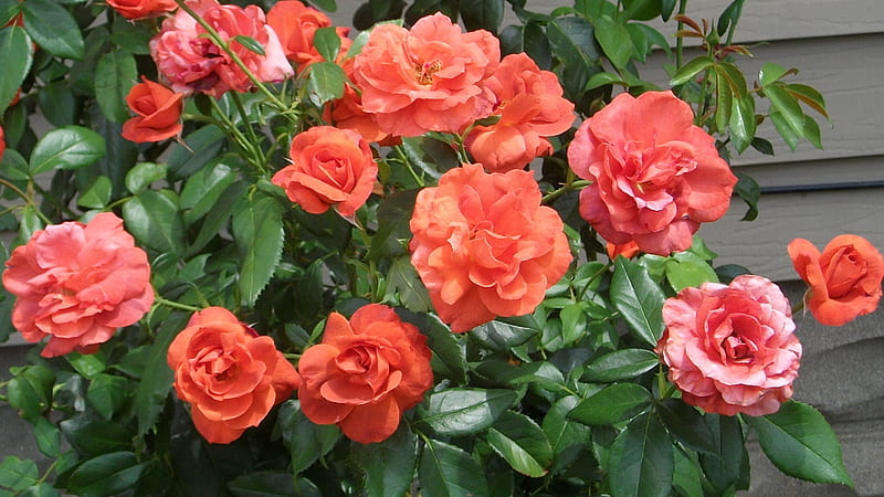 Coral Roses, coral rose, rose bush, garden, nature, bonito, HD wallpaper