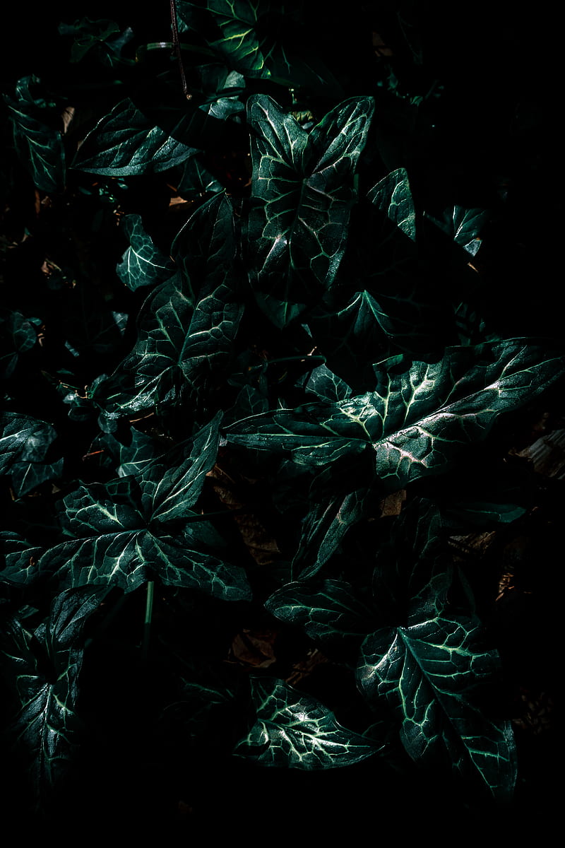 leaves, green, plant, dark, HD phone wallpaper