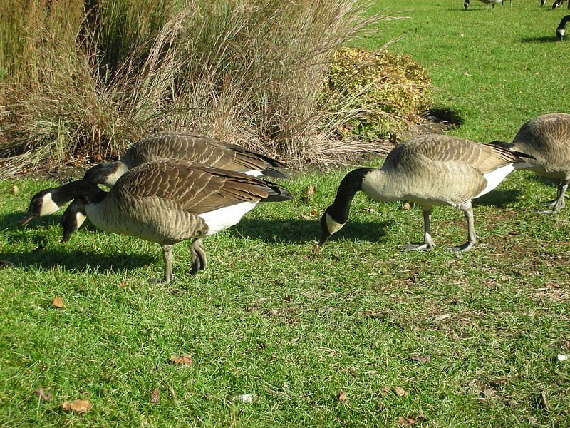 A gaggle of Geese, outside, house, park, goose, my, outdoors, geese, nature, natural, HD wallpaper
