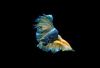 Fish, aquarium, background, blue, HD wallpaper | Peakpx