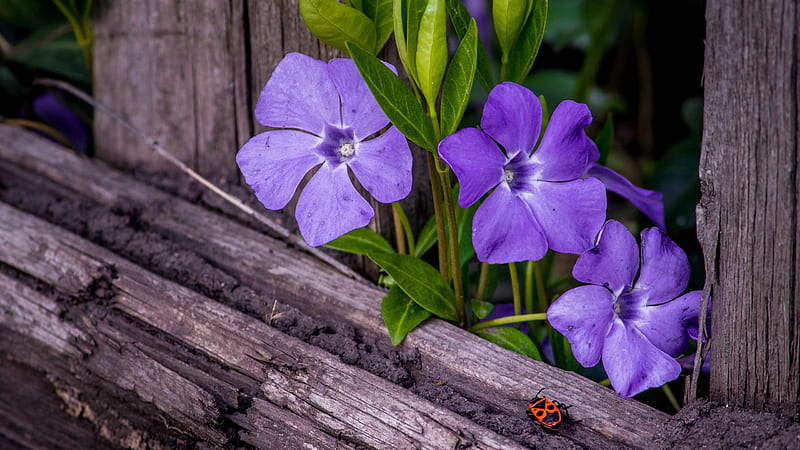 Beetle Periwinkle On Wooden Fence Flowers, HD wallpaper