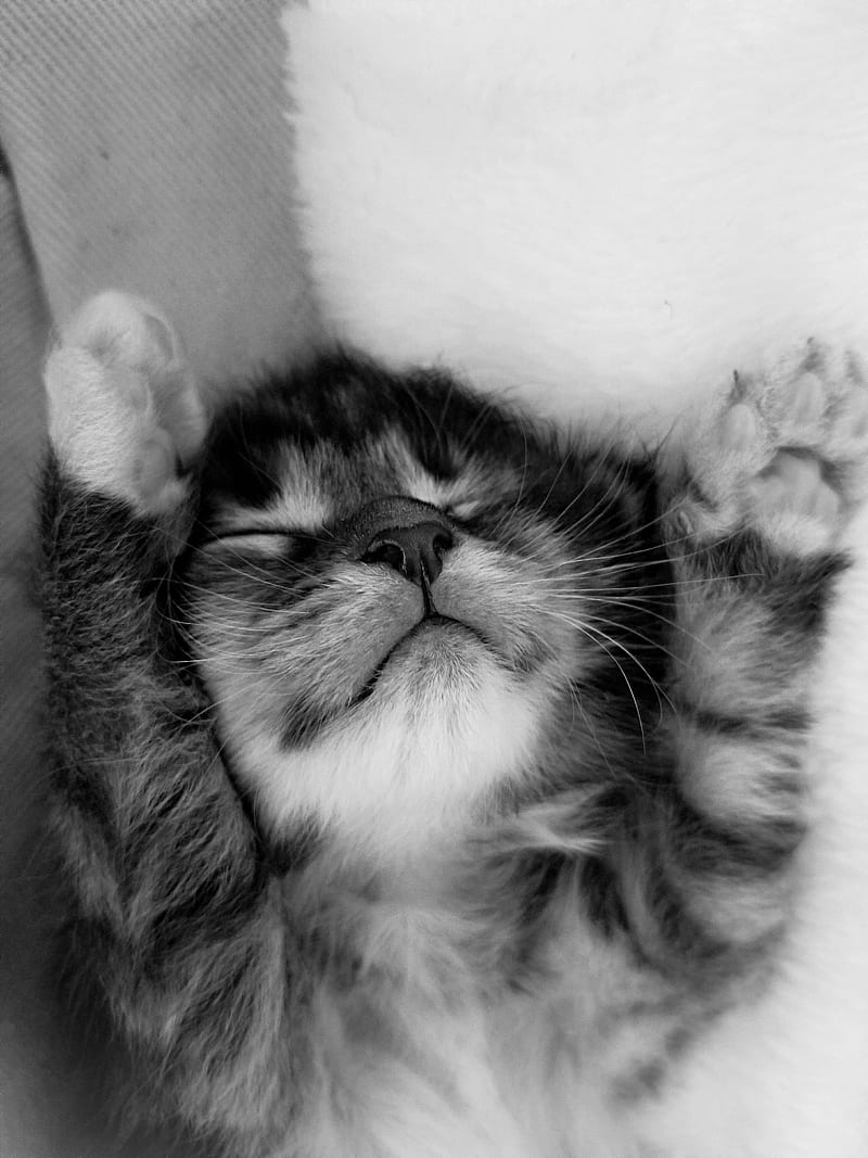 Mainecoone Stretch, cat, kitten, mainecoon, HD phone wallpaper | Peakpx