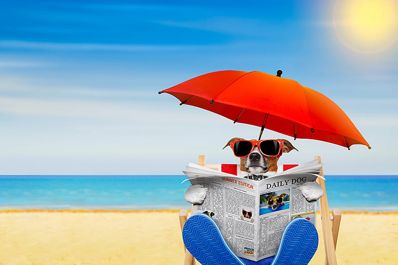 Funny, beach, dog, holiday, humor, landscape, red umbrella, travel, HD wallpaper