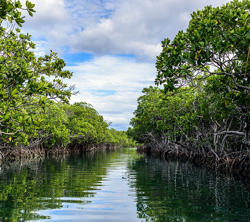 Mangroves, island, mangrove, ocean, puerto rico, sea, water, HD wallpaper
