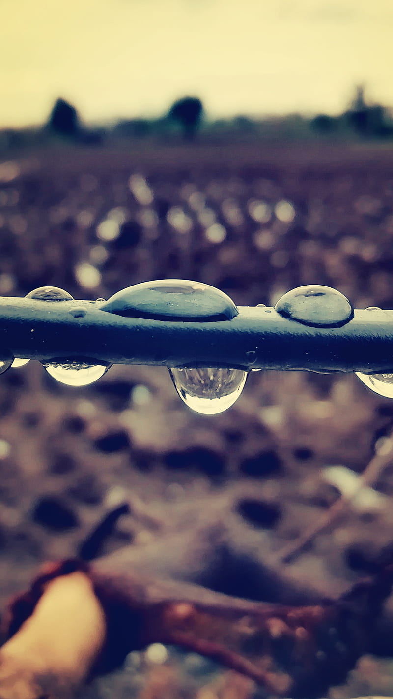 Water drops, nature, waterdrop, HD phone wallpaper