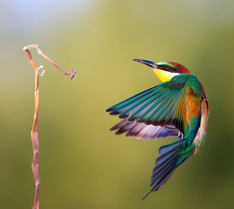 Pajaro De Colores, Nature, Landscape, Pjaros, HD Wallpaper | Peakpx