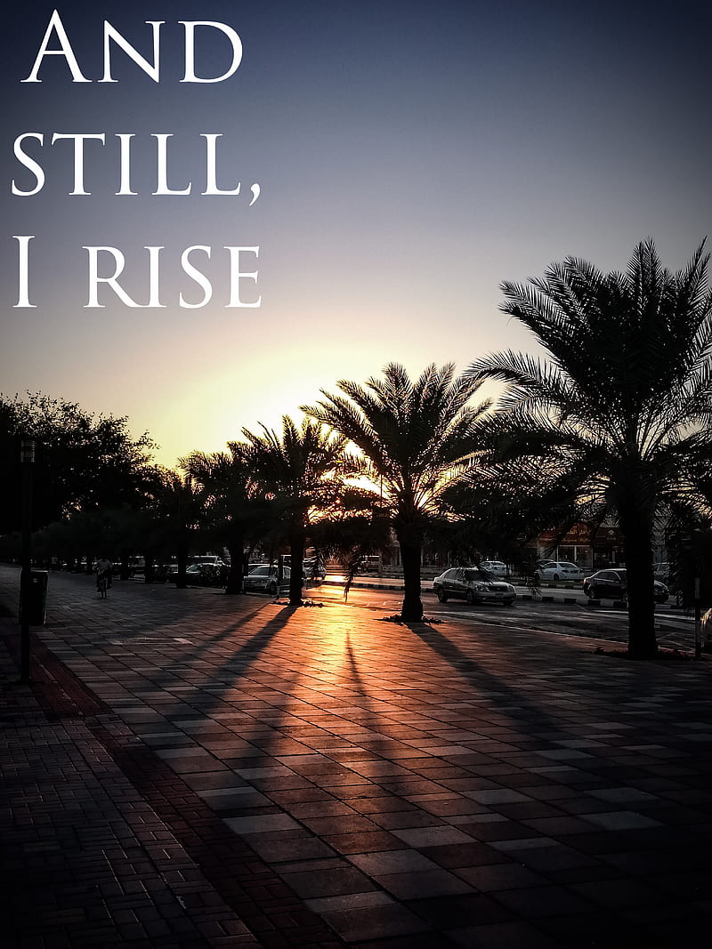 And still I rise , quote, sun, sunset, view, nature, trees, glare, HD phone wallpaper
