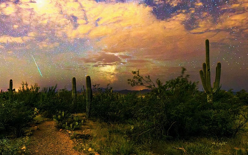 The Sonoran Desert, Southern Arizona, cacti, clouds, sky, sunset, usa, HD wallpaper
