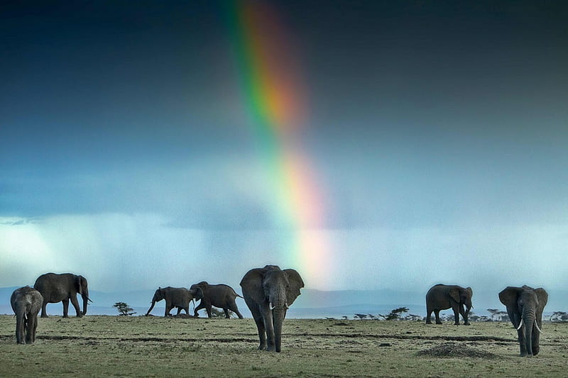 Afternoon on the African Plains, elephants, adults and calves, african plain, rainbow, dry sandy groud, HD wallpaper