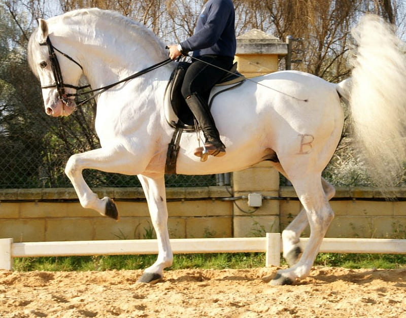 Snowwhite, spanish stallion, andalusian stallion, dressage, animals, horses, HD wallpaper