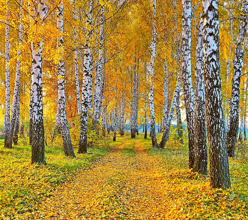 Autumn, gold, leaves, trail, HD wallpaper
