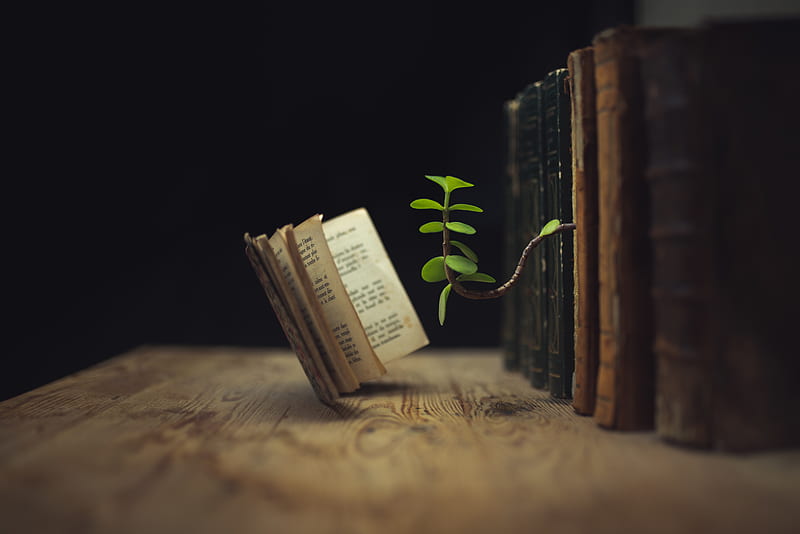 graphy, Manipulation, Book, Sprout, HD wallpaper