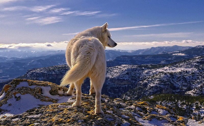 white wolf, hills, rocks, snow, mountains, wolf, HD wallpaper