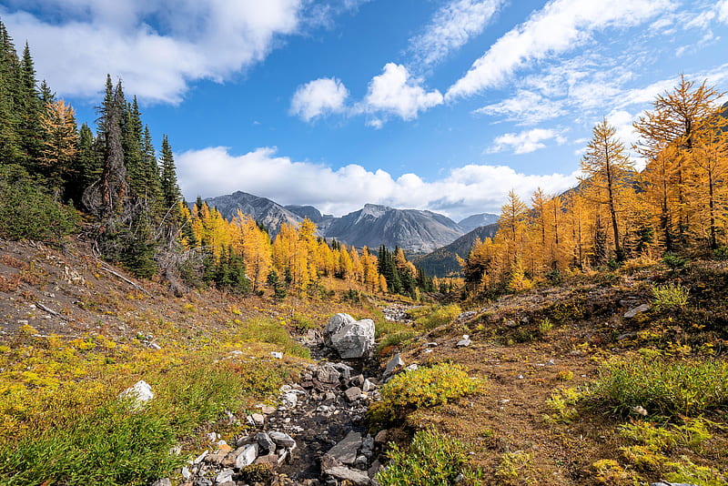 Crisp Autumn in the Canadian Rockies, trees, fall, stones, colors, creek, clouds, sky, HD wallpaper