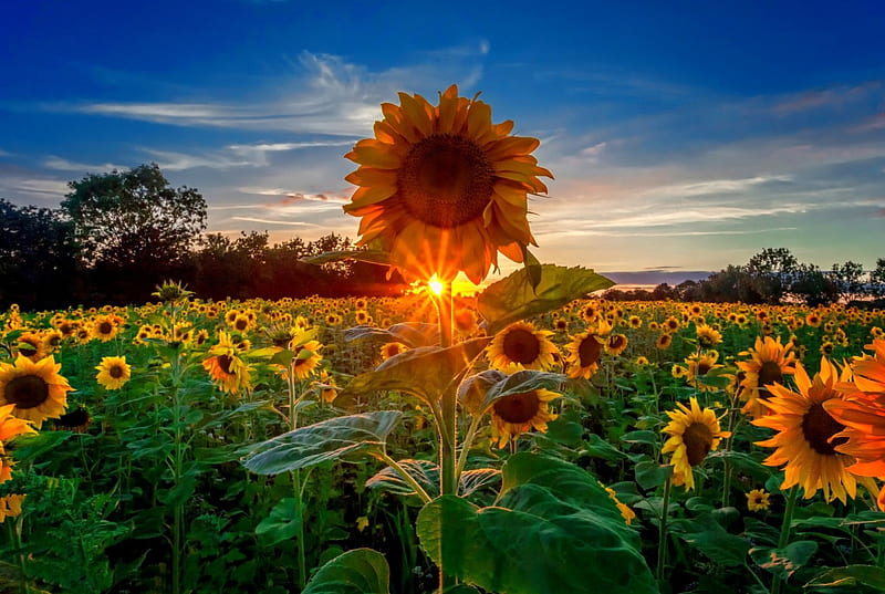 Sunflowers field at sunrise, glow, sunlight, bonito, sky, rays, sunflowers, flowers, sunrise, sunshine, morning, field, HD wallpaper
