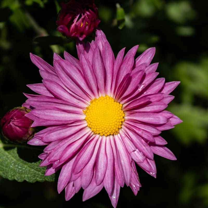 Aster, petals, flower, purple, macro, HD phone wallpaper | Peakpx