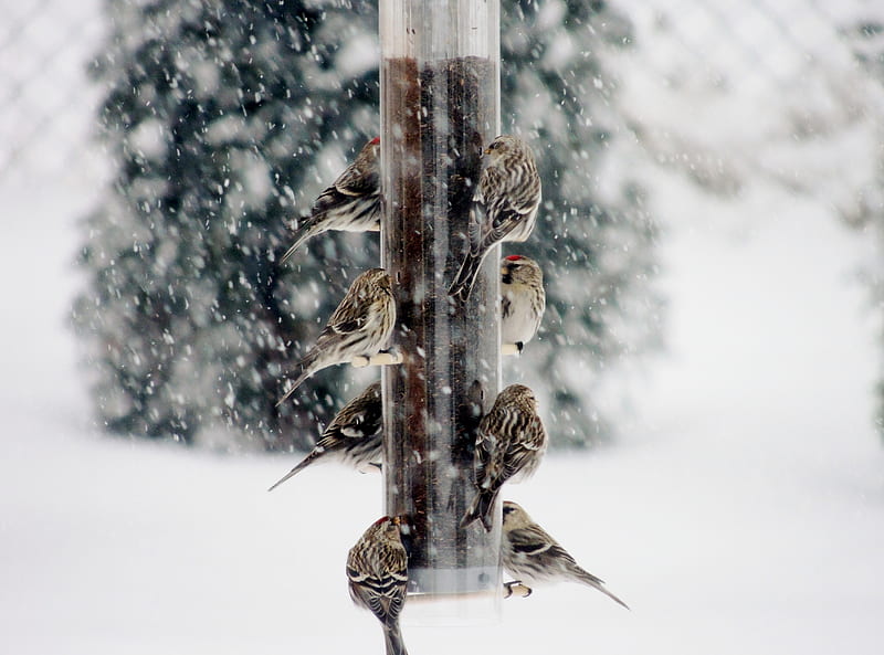Winter Birds, Females, RedPolls, graphy, Males, Winter, Birds, HD wallpaper