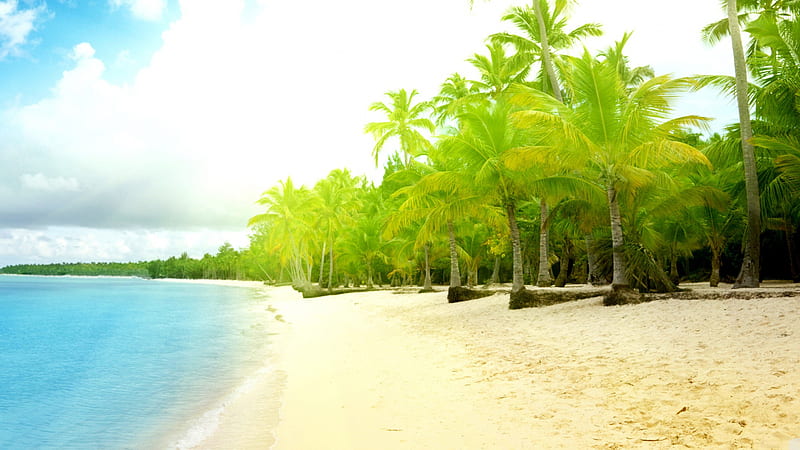 Green Palm Trees On Beach Sand Under White Sky Beach, HD wallpaper
