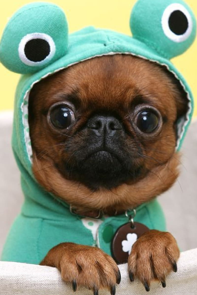 Dog frog