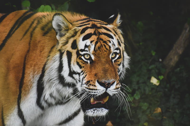 tiger, predator, animal, glance, roar, big cat, HD wallpaper