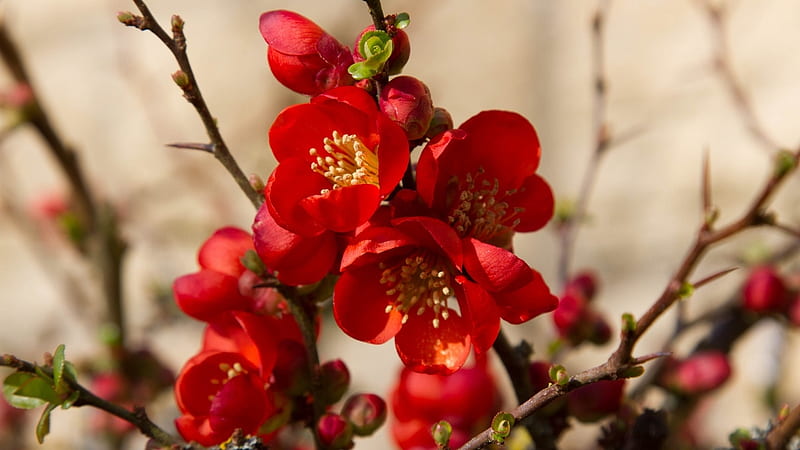 FLOWERING QUINCE, FLOWERING, PRETTY, QUINCE, HD wallpaper