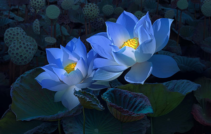 Blue Lotus, blossoms, flowers, petals, leaves, HD wallpaper