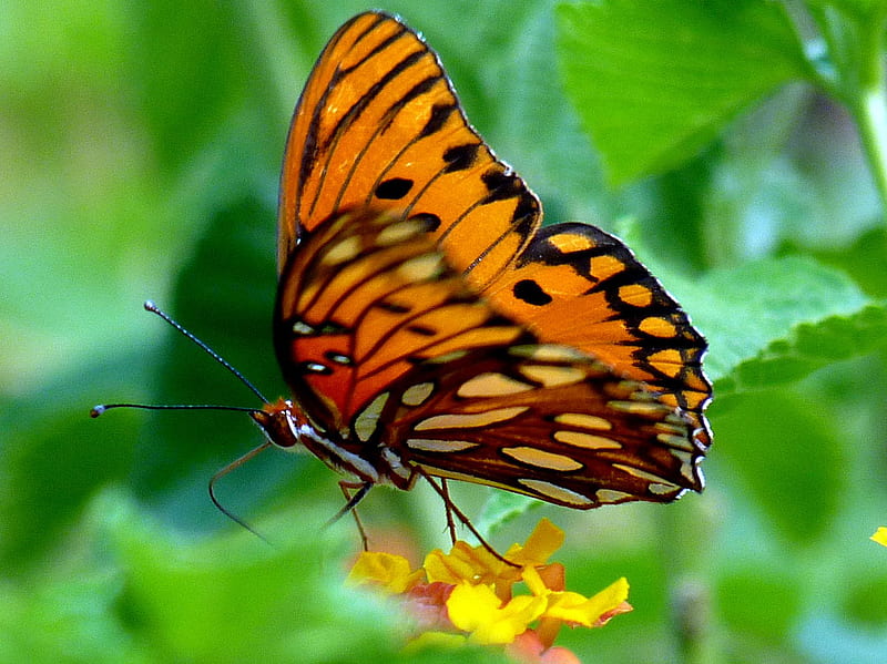 Butterfly, moth, wings, orange, lantana, HD wallpaper
