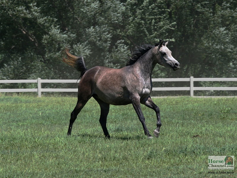 Gray Horse, fence, grass, animals, horses, HD wallpaper