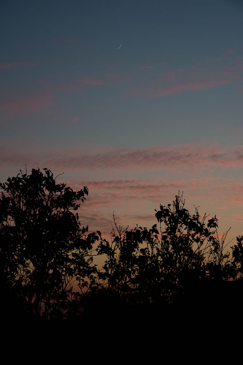 sunset, trees, foliage, sky, HD phone wallpaper