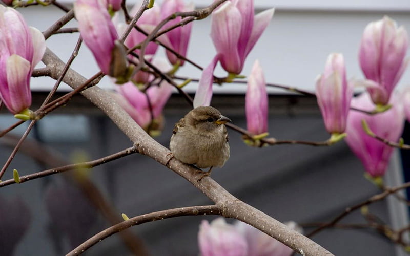 Sparrow in the Dogwood, branch, bird, dogwood, tree, flowers, bonito, Sparrow, HD wallpaper