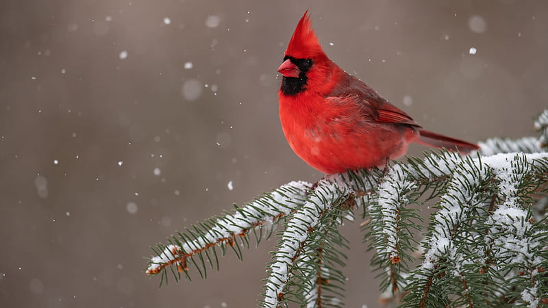 Red Cardinal Bird Is Sitting On Snow Covered Tree Branch Birds, HD wallpaper
