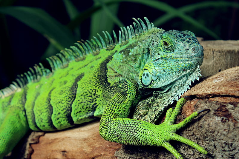 Iguana, población de iguanas y, Fondo de pantalla HD | Peakpx