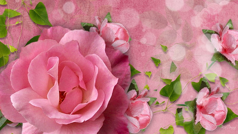 A Rose So Pink, perfume, fragrant, soft, spring, roses, floral, leaves ...