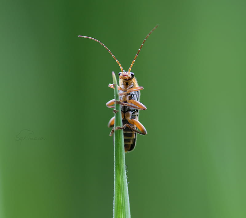Red Soldier Beetle, bonito, bug, happy, nature, squ4recrow, HD wallpaper