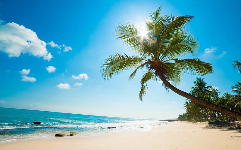 ‎Caribbean, tropical island, palm tree over the ocean, beach, summer, palm trees, coast, ocean, tourism, summer traveler, HD wallpaper