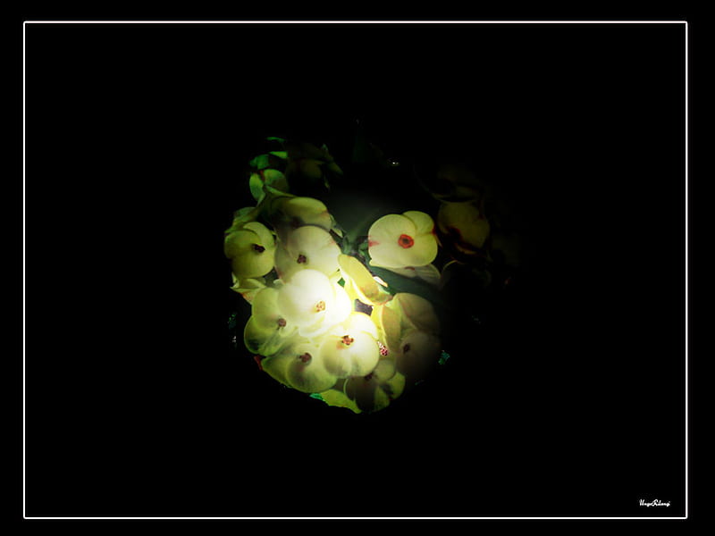 Euphorbioa..., flower, yellow, euphorbia, lovely, HD wallpaper