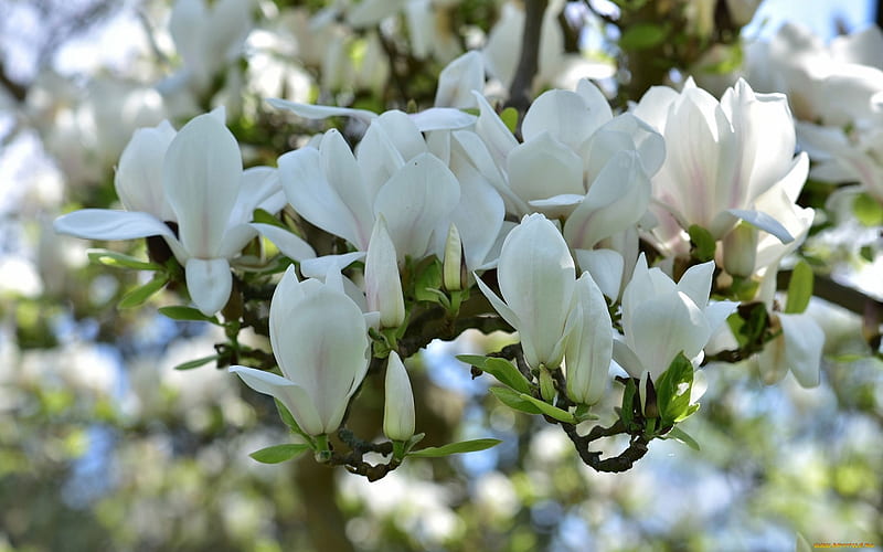 Magnolia, spring, blooms, white, HD wallpaper