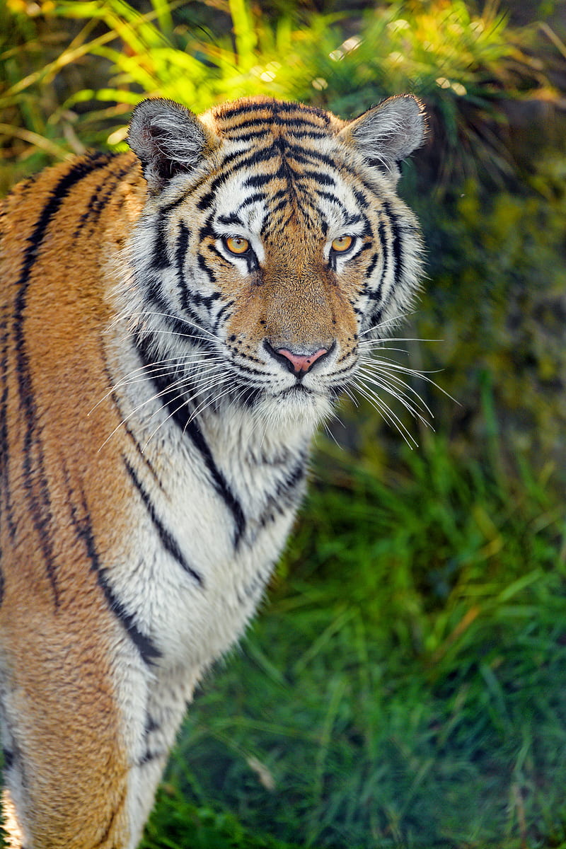 tiger, predator, big cat, muzzle, glance, grass, HD phone wallpaper