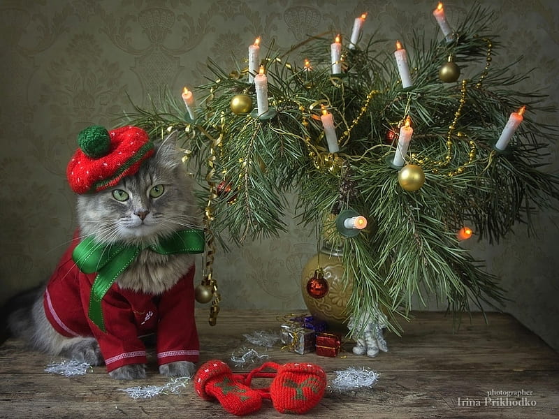:-), green, craciun, elf, funny, pisici, cat, hat, candle, red, christmas, HD wallpaper