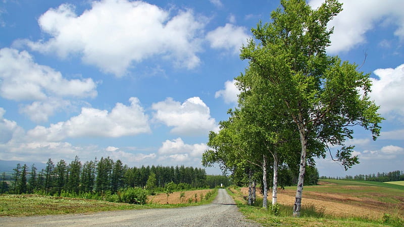 rural road in hokkaido japan, rural, tree, fields, road, HD wallpaper