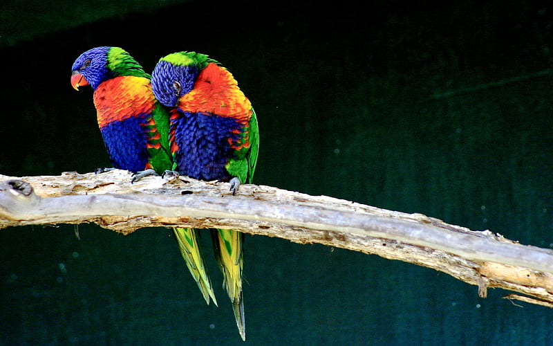 Love Birds, colorful, plumage, lorikeets, birds, bonito, animals, HD wallpaper