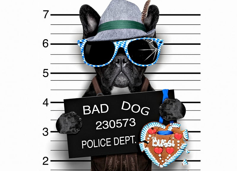 Bad dog, caine, black, creative, animal, hat, sunglasses, heart, funny, white, puppy, HD wallpaper