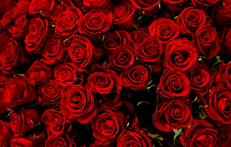 RED ROSES, red, flowers, roses, many, HD wallpaper